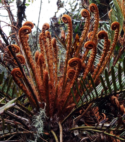 Flora in the cloudforest along the trail--day 3 Flora in the cloudforest along the Inca Trail--day 3